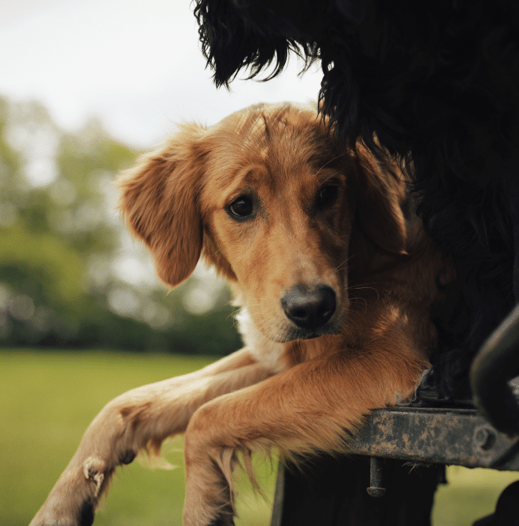 James Middleton's golden retriever Mabel, sat in car with front legs hanging off the ledge