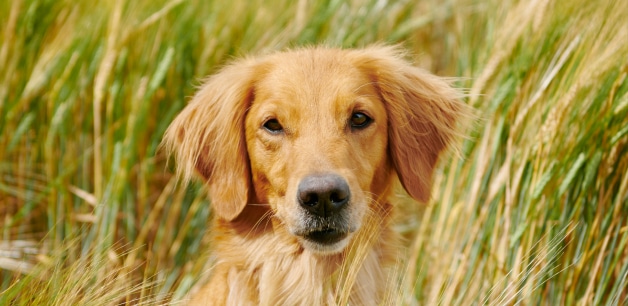 Golden retriever in long grass