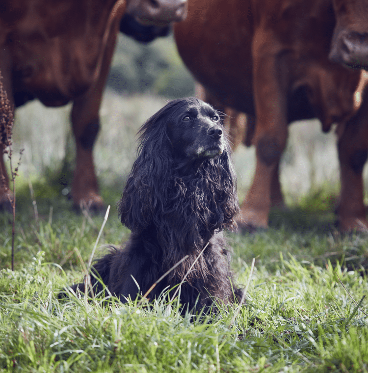 James Middleton had to cope with the loss of his Black cocker spaniel Ella. Here she is sat in a field surrounded by brown cows
