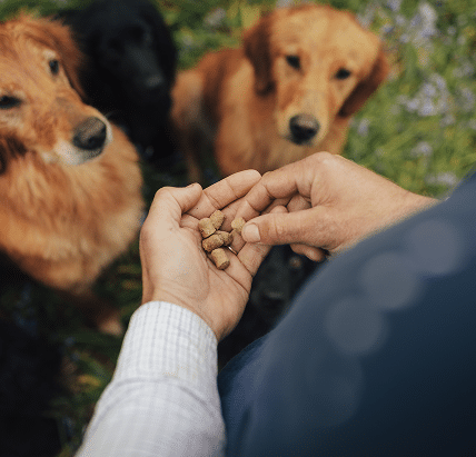 freeze dried raw treats in hand