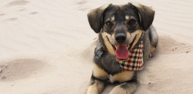 Cute dog on beach