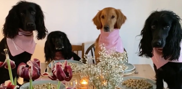 Four dogs sit around a Christmas banquet, wearing festive bandanas