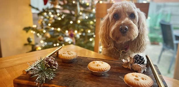 A small cockapoo sits at a dining table in front of a Christmas tree, with a platter of mince pies in front of her