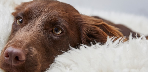 James Middleton's chocolate spaniel Nala