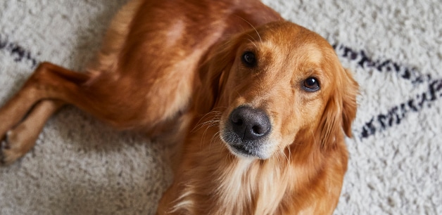 James Middleton's golden retriever Mabel looking up at camera, lying down