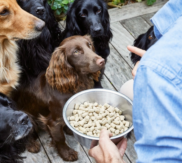 James Middleton holds bowl of freeze-dried raw food with his dogs watching