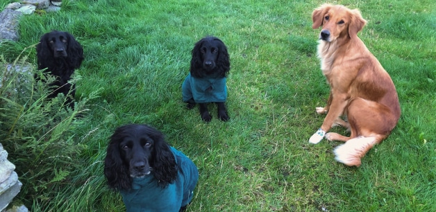 Three cocker spaniels and a golden retriever with jumpers on sitting on grass gazing at the camera