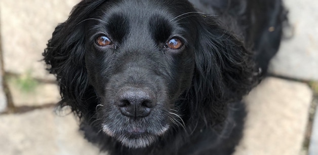 James Middleton's first spaniel Ella looking up at camera