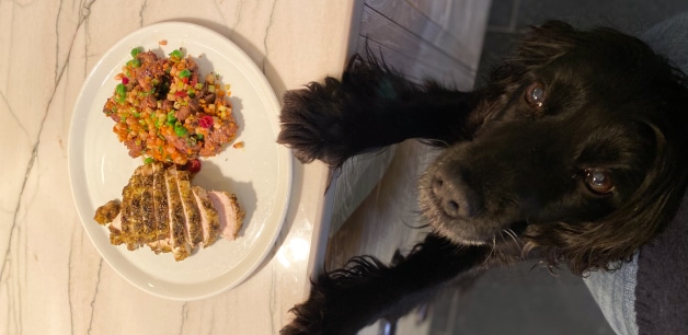 A black cocker spaniel called Ella stands proudly next to tasty food