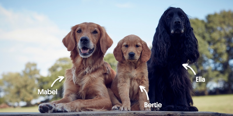 Guide dog puppy Bertie with his mother Mabel, and James Middleton's other dog Ella