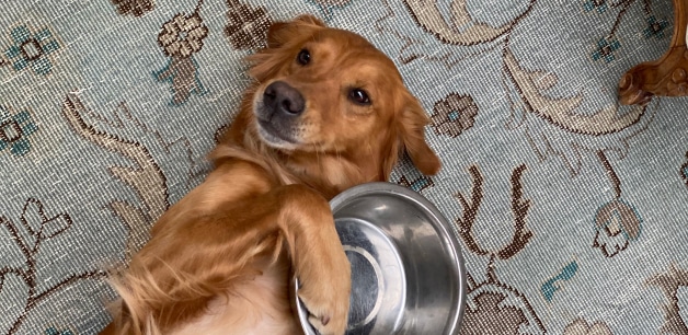 Golden retriever hugging food bowl