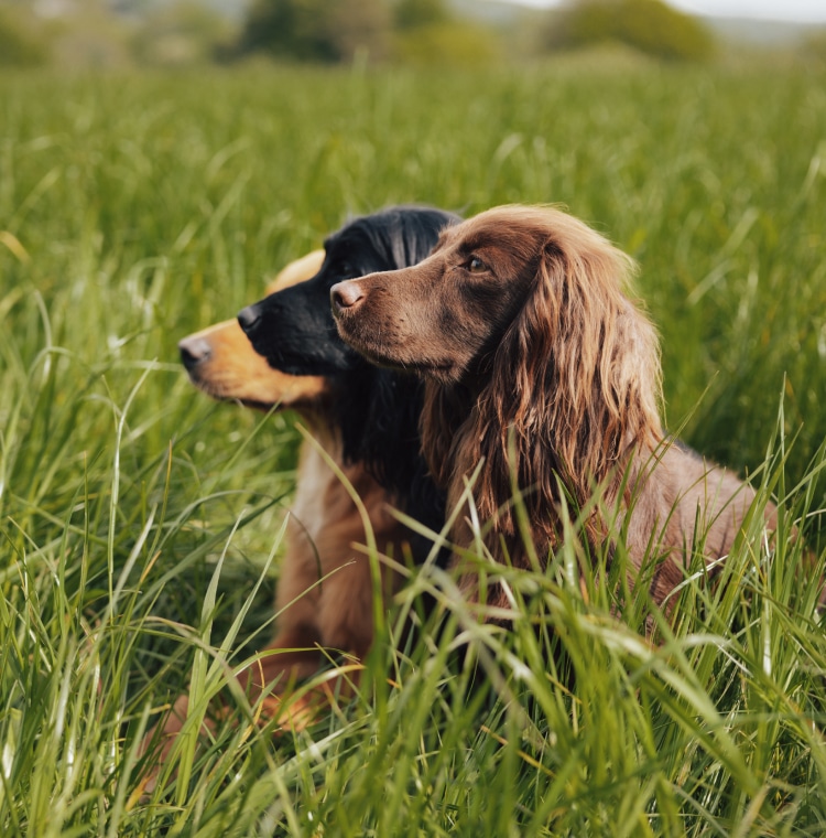An image of three of James Middleton's dogs sat in the grass