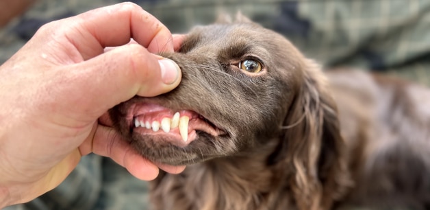 Image of cocker spaniel showing teeth