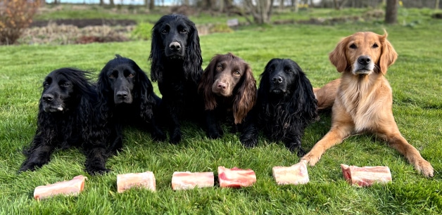 James middleton's dogs in a row with raw meaty bone in front of each of them