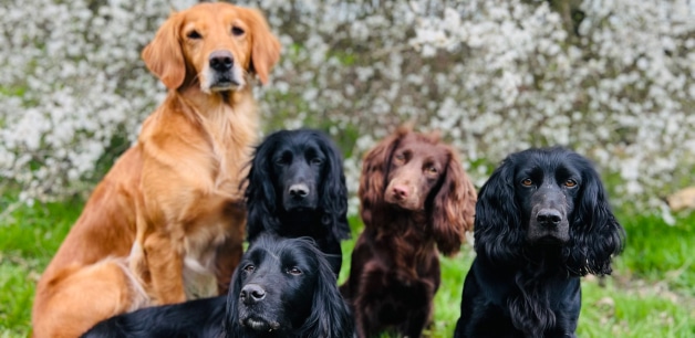 Cocker spaniels and golden retriever on grass