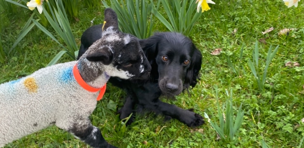 Black cocker spaniel and sheep