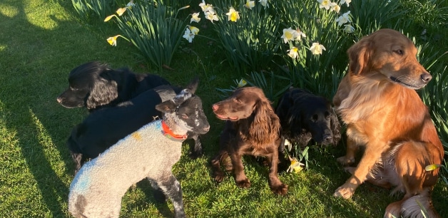 James Middleton's cocker spaniels and a spring lamb