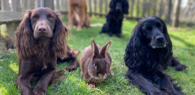 Cocker spaniels and rabbit