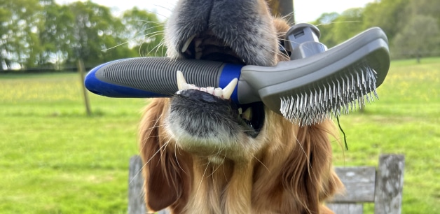 Golden retriever holding brush in mouth