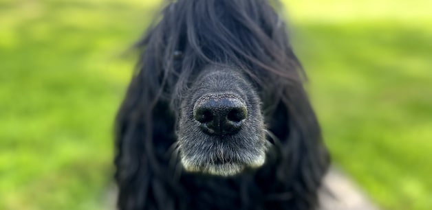 Black cocker spaniel with floppy hair do