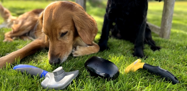 Golden retriever with bush tools in front