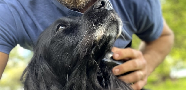 Ella spaniel looking up at James Middleton