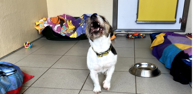 dogs trust jack russell at dogs trust mid bark