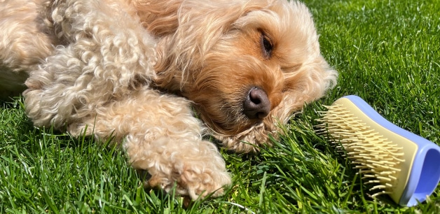 Cockapoo sunbathing