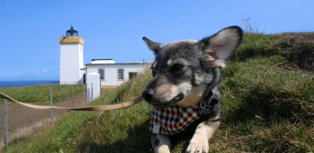 Cute dog lying down on grass