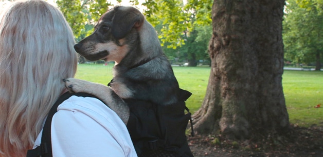 Girl with blonde hair carrying small dog in dog backpack