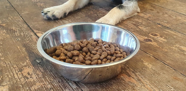 Dog front legs behind bowl of kibble