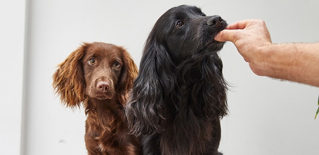 James middleton feeding cocker spaniel and James & Ella treat