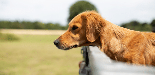 A golden retriever sits in the back of a ute with her head resting on the bumper