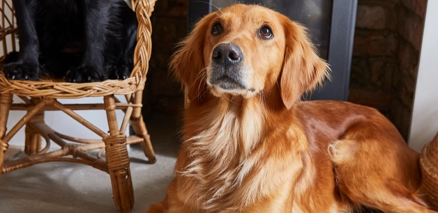 Golden retriever in sunlight lying down looking up at camera