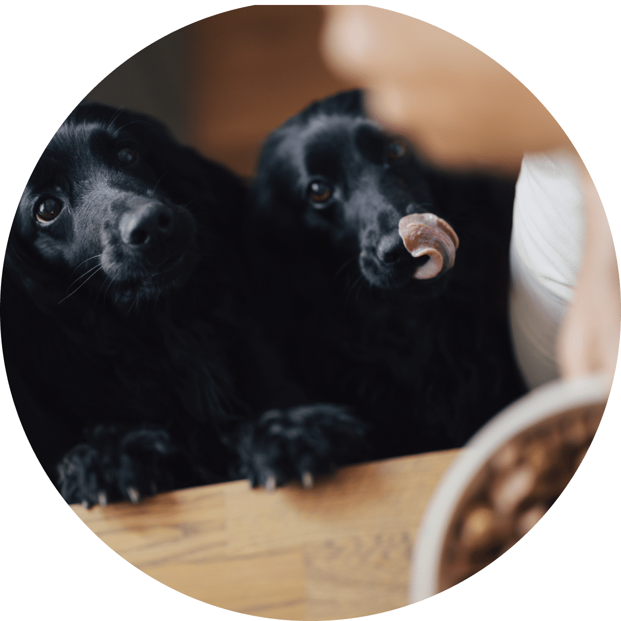 Black cocker spaniels licking lips watching James Middleton poor freeze-dried raw dog food into bowl