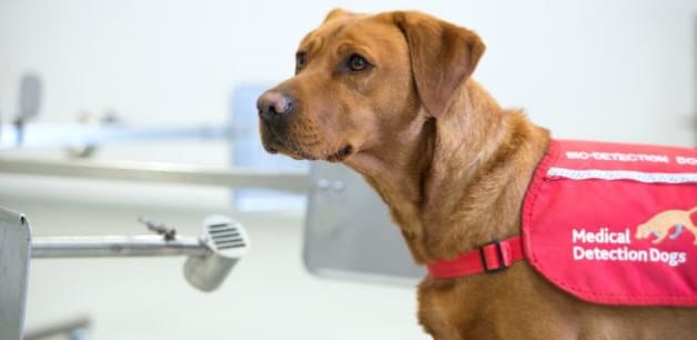 A medical detection dog wearing a red bib stands in a testing facility for bio-detection