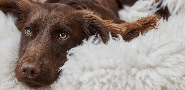 A brown cocker spaniel rests lying on a sheepskin rug