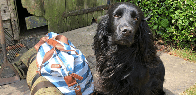 James' dog Zulu sits next to a striped camping bag, ready for travel