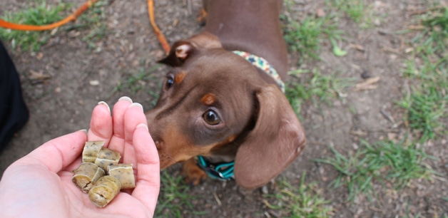 Sausage dog sniffing James & Ella treats in hand