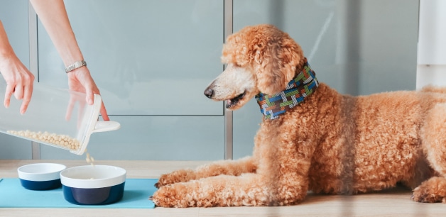 Poodle lying down looking at dog food bowl whilst owner pours kibble from a dog food storage tub into the bowl