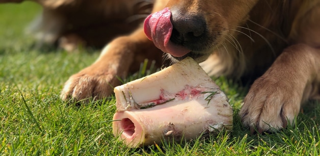 close up of golden retriever licking lips, with a marrow bone in front of it