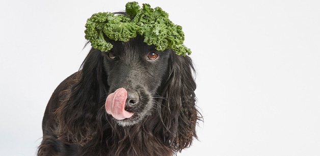 Black cocker spaniel licking lips with broccoli on head