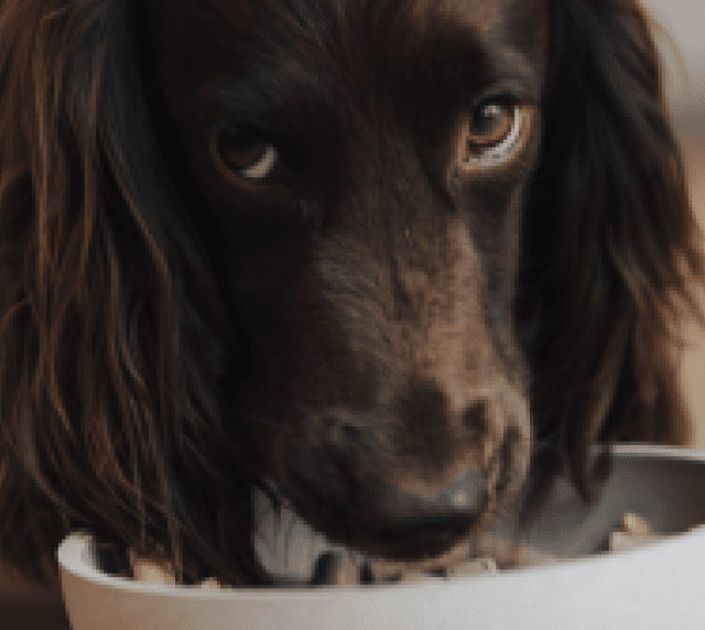 chocolate cocker spaniel eating freeze-dried raw food from a bowl