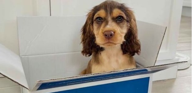 Spaniel puppy in James & Ella box