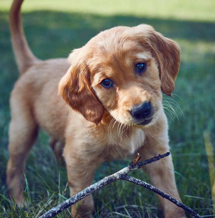 James Middleton's golden retriever puppy in grass chewing on a stick