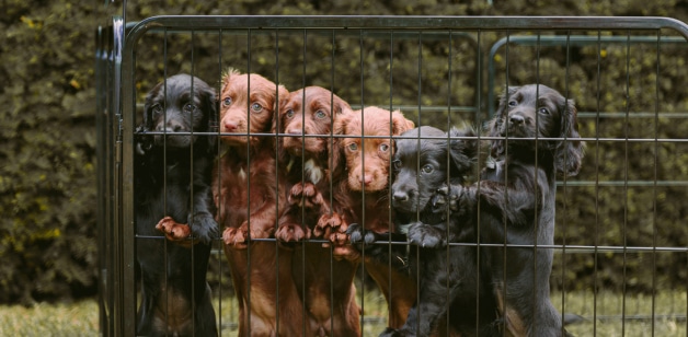 James Middleton's spaniel puppies in a row