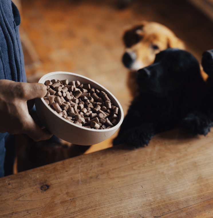James Middleton holds a bowl of freeze-dried raw dog food whilst his dogs look up at him