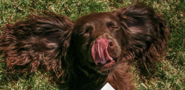Close up of cocker spaniel lying on back licking lips