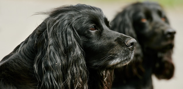 James Middleton is coping with the loss of his dog, a black cocker spaniel called Ella. Here she stares off camera into the distance 