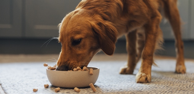 James Middleton's Golden retriever eating freeze-dried raw food